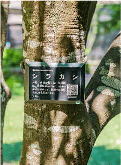 シラカシの説明プレート写真