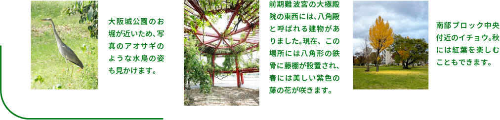 大阪城公園のお堀が近いため、写真のアオサギのような水鳥の姿も見かけます。 前期難波宮の大極殿院の東西には、八角殿と呼ばれる建物がありました。現在、この場所には八角形の鉄骨に藤棚が設置され、春には美しい紫色の藤の花が咲きます。 南部ブロック中央付近のイチョウ。秋には紅葉を楽しむこともできます。