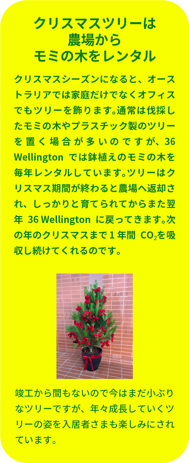 クリスマスツリーは農場からモミの木をレンタル