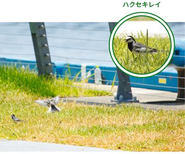 緑化されたエリアのハクセキレイ