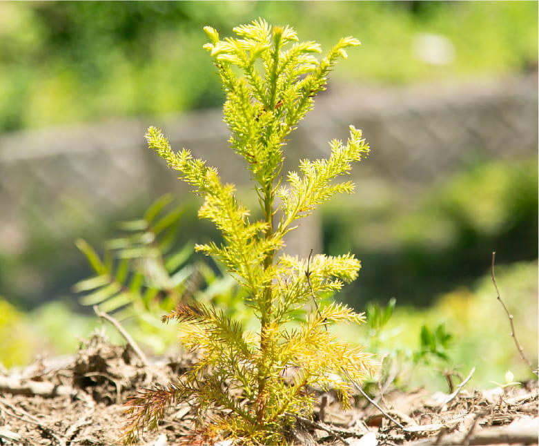 この日植えた小さな苗木